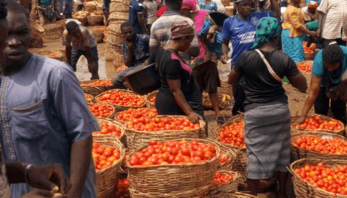 Tomato prices jump 363% as disease curbs output