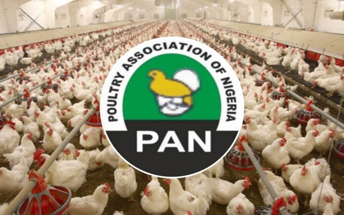 High cost of maize threatens poultry farms in Delta - Poultry Association of Nigeria